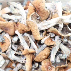 Burmesiske magiske sopp