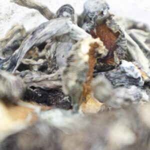 Panaeolus Cyanescens