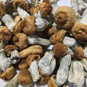 Penis Envy Magic Mushroom